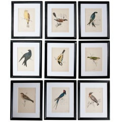 Set of 9 Bird Lithographs from an Old Reference Book