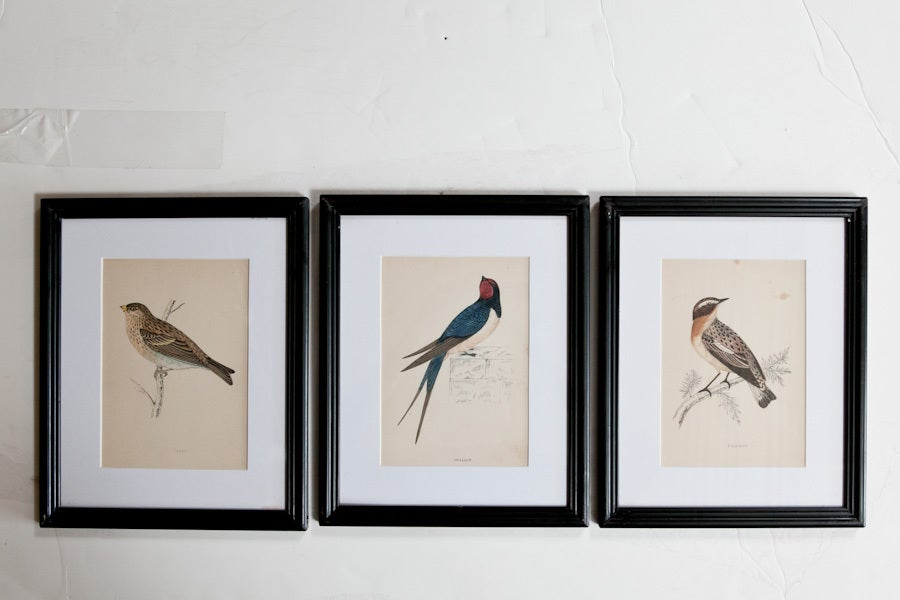 Set of 9 bird lithograph from a bird reference book from England.