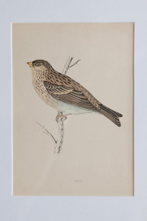 19th Century Set of 9 Bird Lithographs from an Old Reference Book