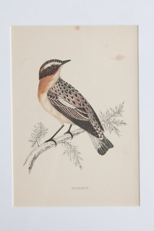 Paper Set of 9 Bird Lithographs from an Old Reference Book