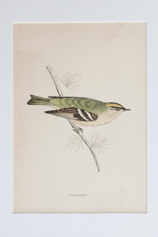 Set of 9 Bird Lithographs from an Old Reference Book 3
