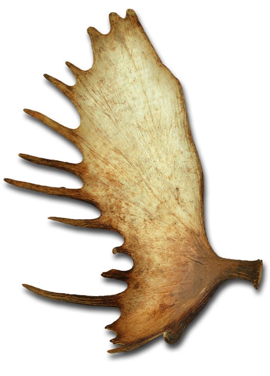 These large and majestic moose antlers possess the delicate beauty of butterfly wings. These antlers are from a Shiras Moose. As opposed to the common bull moose with short stubby antlers, a Shiras moose has large elongated antlers that terminate in