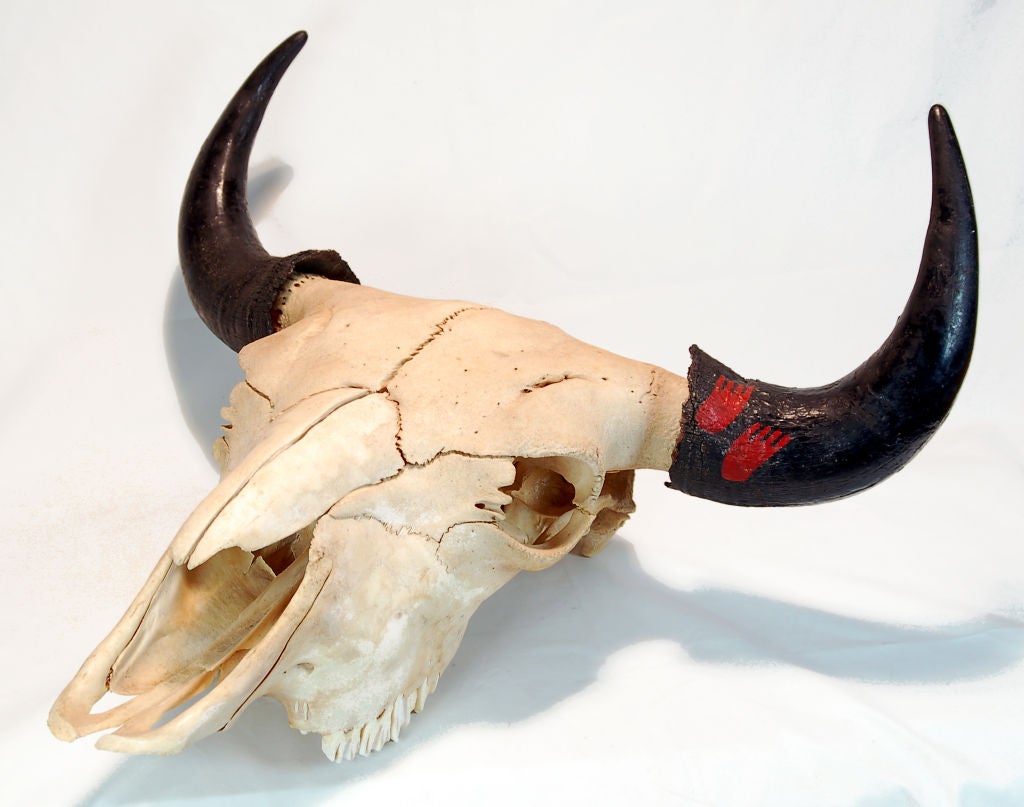 Dieser extra große Büffelschädel hat schwarze Hörner, die mit zwei roten Fußabdrücken verziert sind. Der Schädel hat eine natürliche, rustikale Schönheit. Die roten Tierfußabdrücke auf den Hörnern scheinen die eines Bären zu sein. Fußabdrücke, die