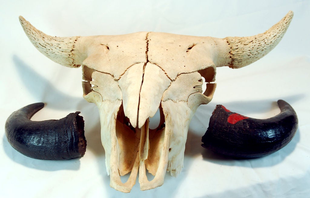 Großer Buffalo- Totenkopf mit Fußdruck der amerikanischen Ureinwohner (20. Jahrhundert) im Angebot