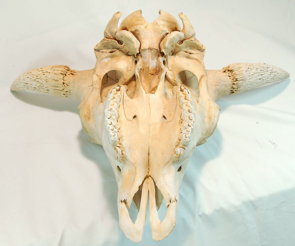 Großer Buffalo- Totenkopf mit Fußdruck der amerikanischen Ureinwohner im Angebot 2