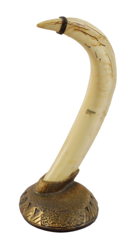 warthog tusk for sale