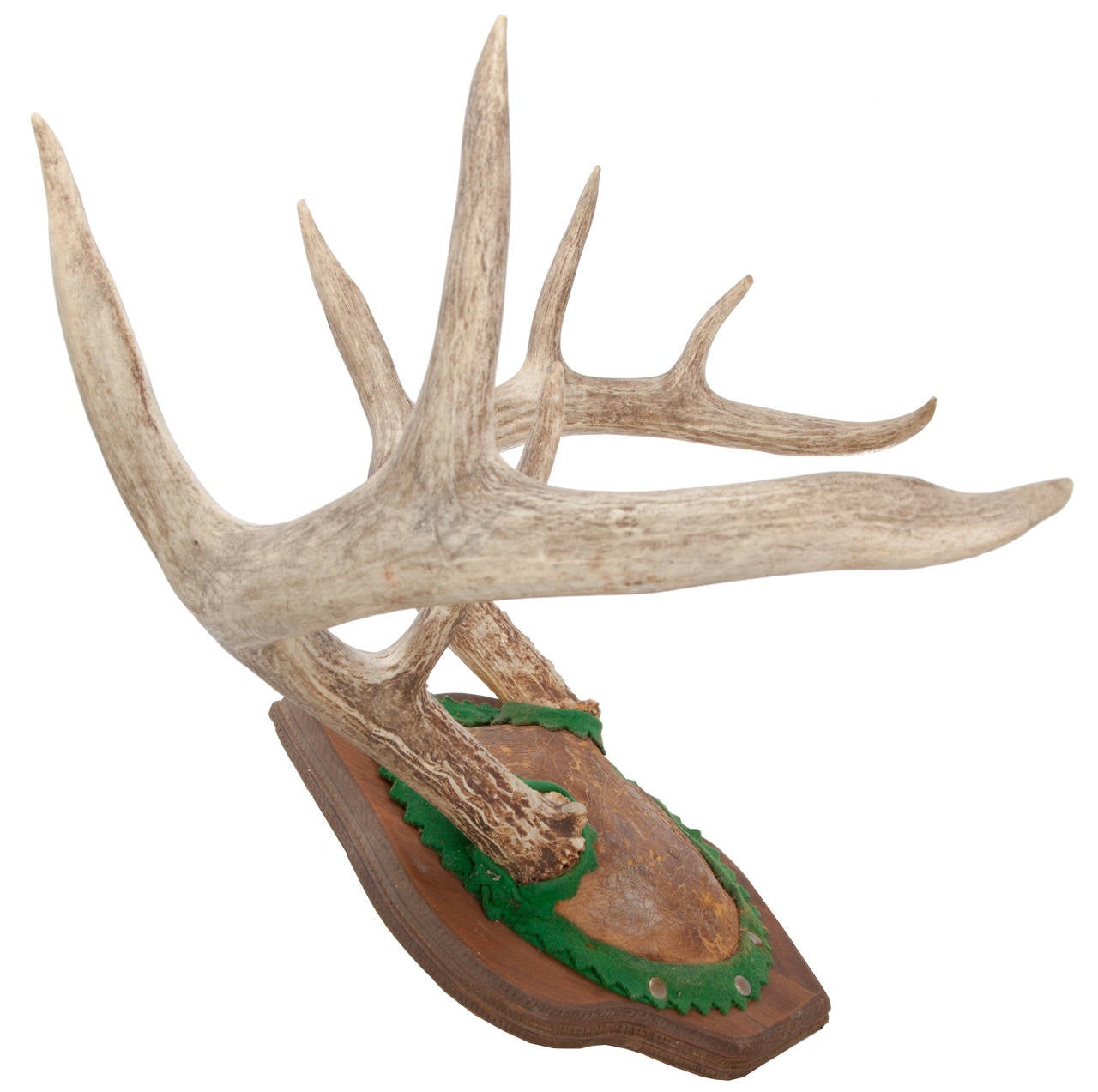 Nice 19th-century mounting of deer antlers on a shaped and molded wood plaque with cut green felt trim applied around the base of the antlers and all around the edges of the skull.
