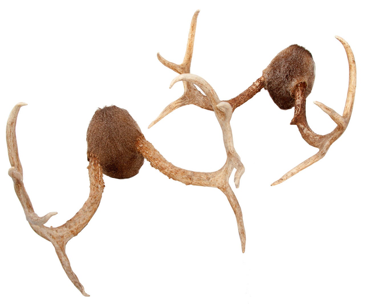whitetail deer antlers for sale