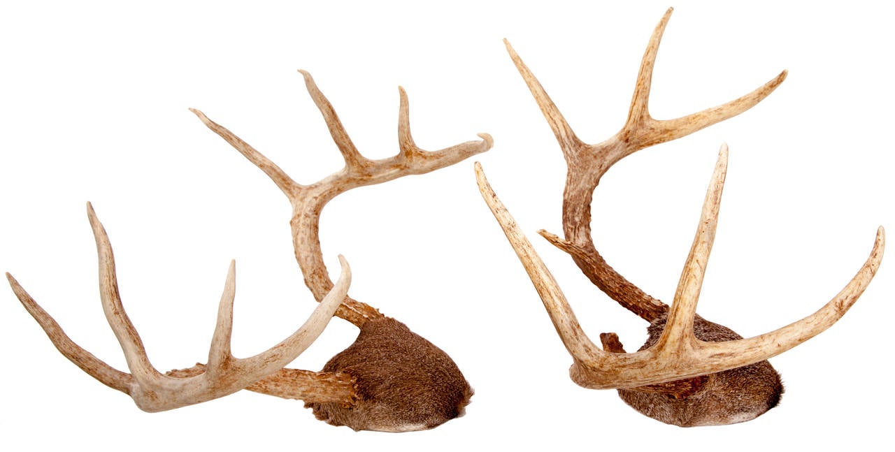 deer antlers mounted