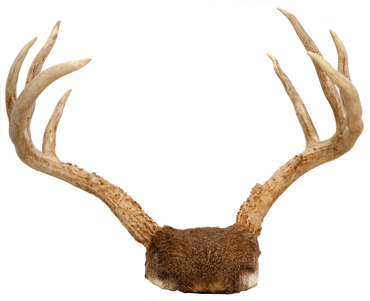 North American Pair of Mounted White-tailed Deer Antlers For Sale
