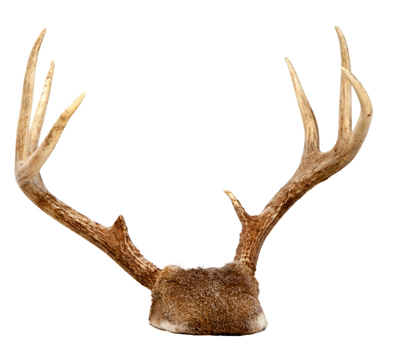 Pair of Mounted White-tailed Deer Antlers In Good Condition For Sale In Asheville, NC