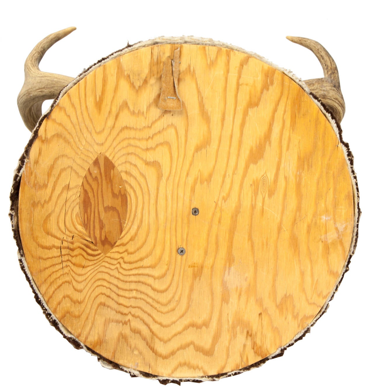 Américain Anciennes bois de cerfs texans montés sur bois de mule en vente