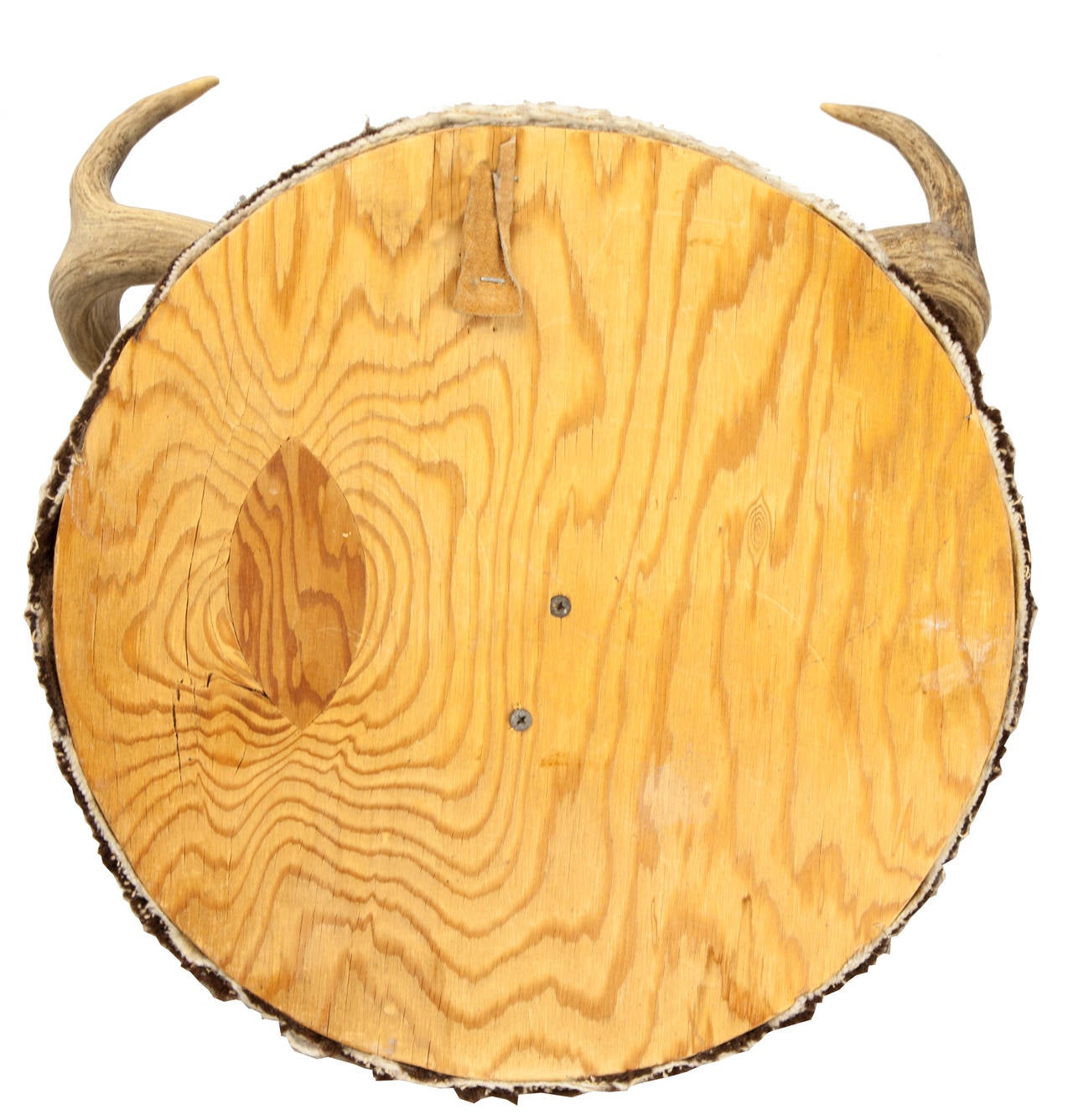 mule deer antler mount