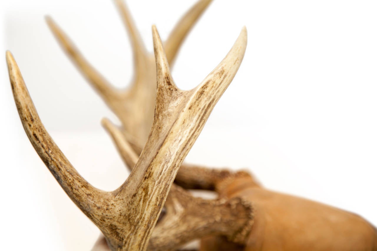 Rustic Old Texas Mule Deer Mounted Antlers For Sale