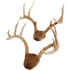 Vintage Pair of Mounted White-tailed Deer Antlers