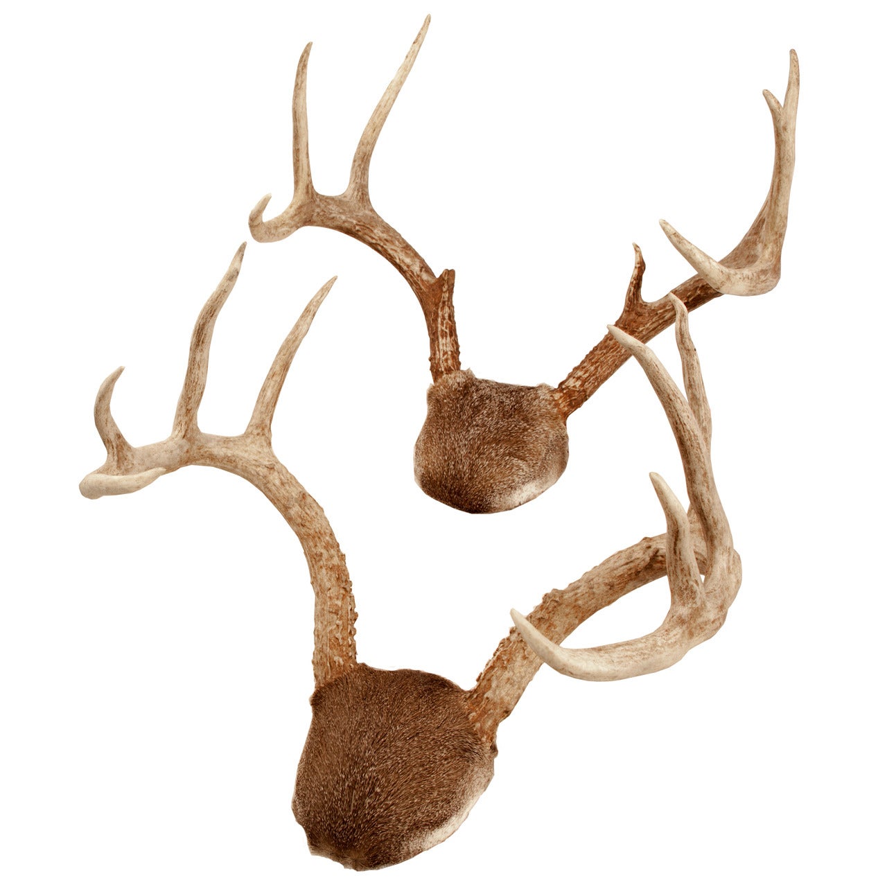 Pair of Mounted White-tailed Deer Antlers For Sale