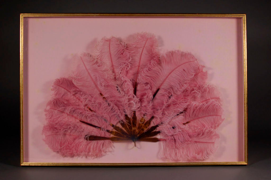 Magnifique plume de maribou rose nervurée avec des bâtonnets et un manche en écaille de tortue parfaits, est encadrée avec un support en velours rose doux et du bois en feuille d'or. Ce style d'éventail, autrefois utilisé pour les présentations à la