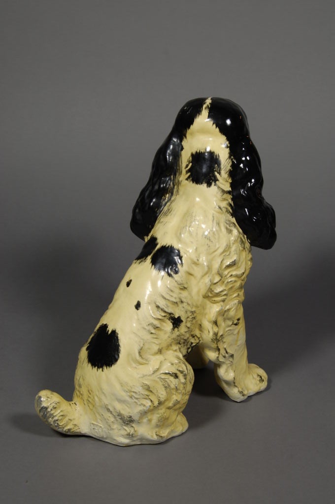 French Spaniel from Limoges France
