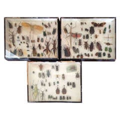 French Insect Collection