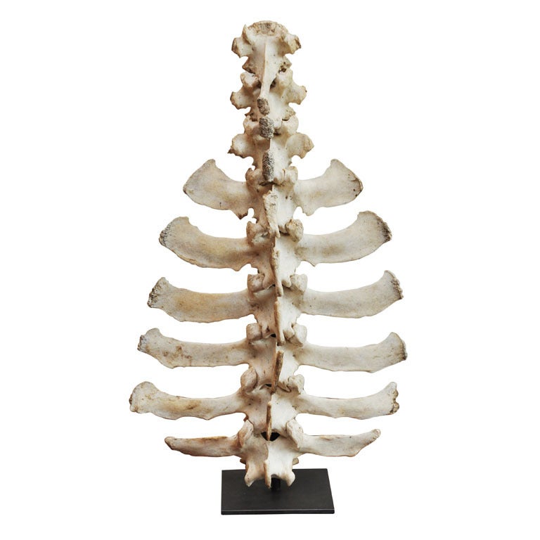 Mounted Animal Spine For Sale at 1stDibs