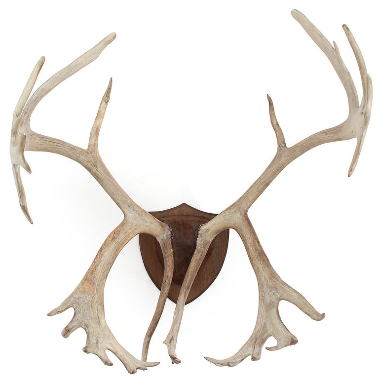 Mounted Caribou Antlers at 1stDibs