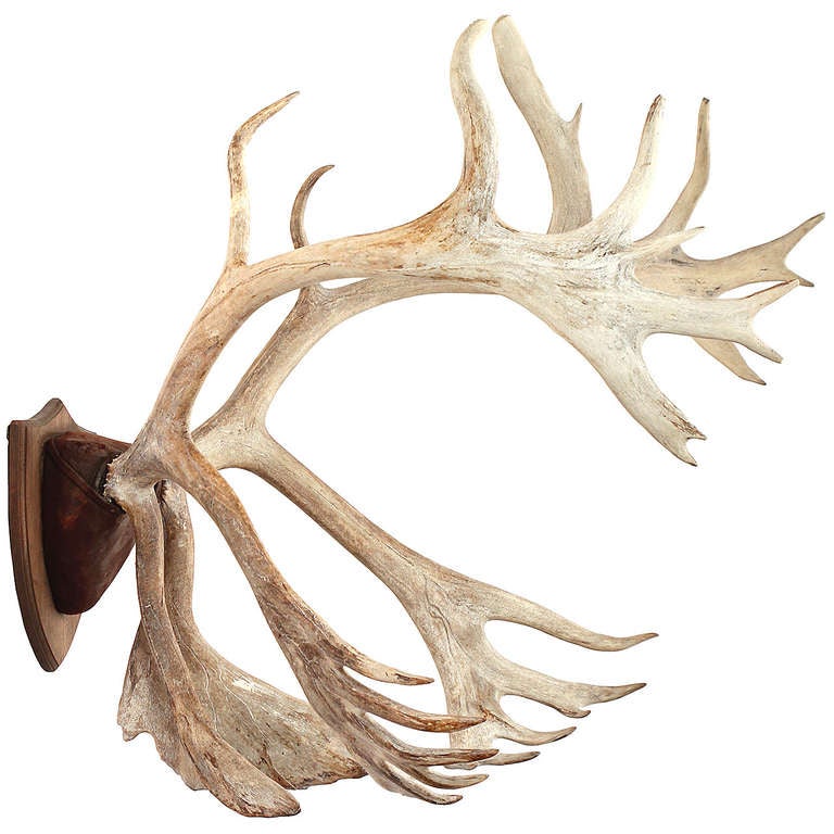 A beautifully proportioned and weathered antler rack from a mature caribou, its base covered in leather and finely mounted onto a walnut shield-shaped plaque.