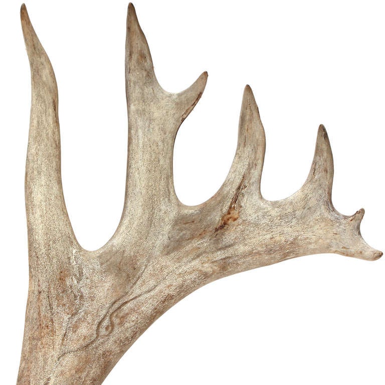 caribou horns for sale