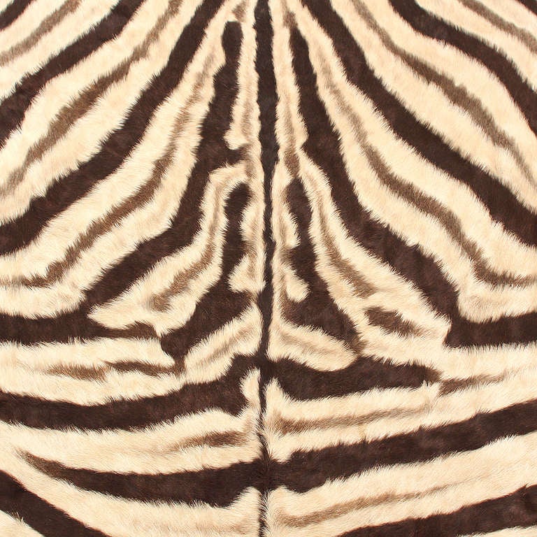 Fine Zebra Hide at 1stdibs
