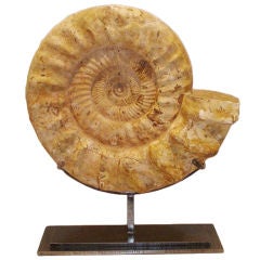 A Madagascar Fossilized Ammonite
