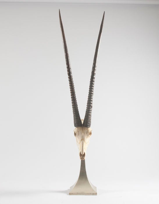 An African Oryx skull on silver plated base
