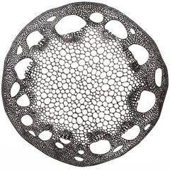 Quatro Series, Dicot Stem by Kari Lindstrom 6
