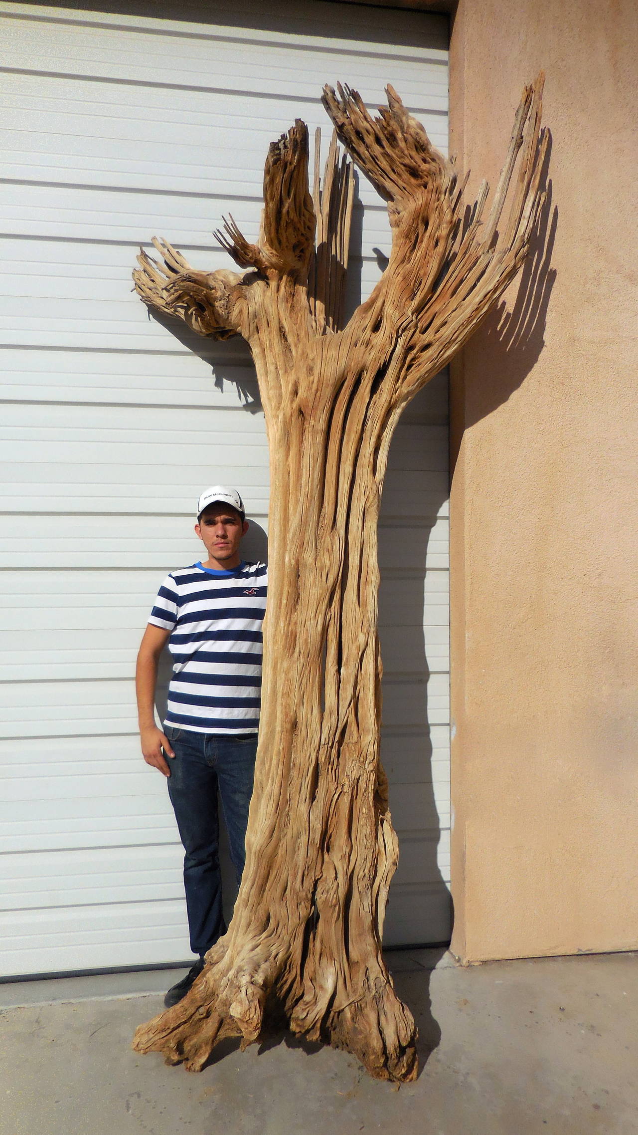 A monumental hundred year old cactus skeleton. About 12' tall and 6' wide, this spectacular dead cactus is completely dried out and critter free. This has been power washed as well. The natural sculptural presence of this piece is amazing. As shown,