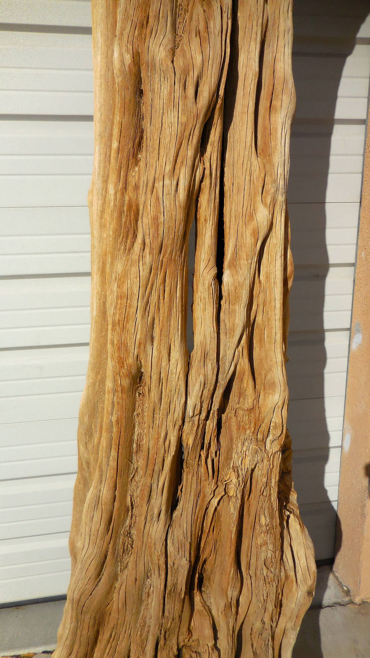saguaro skeleton for sale