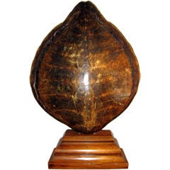 A Vintage Sea Turtle Shell on Walnut Base