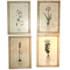 18Th Century Botanical Prints
