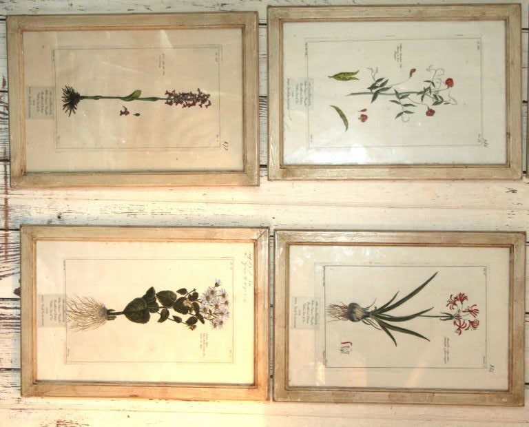 18Th Century Botanical Prints