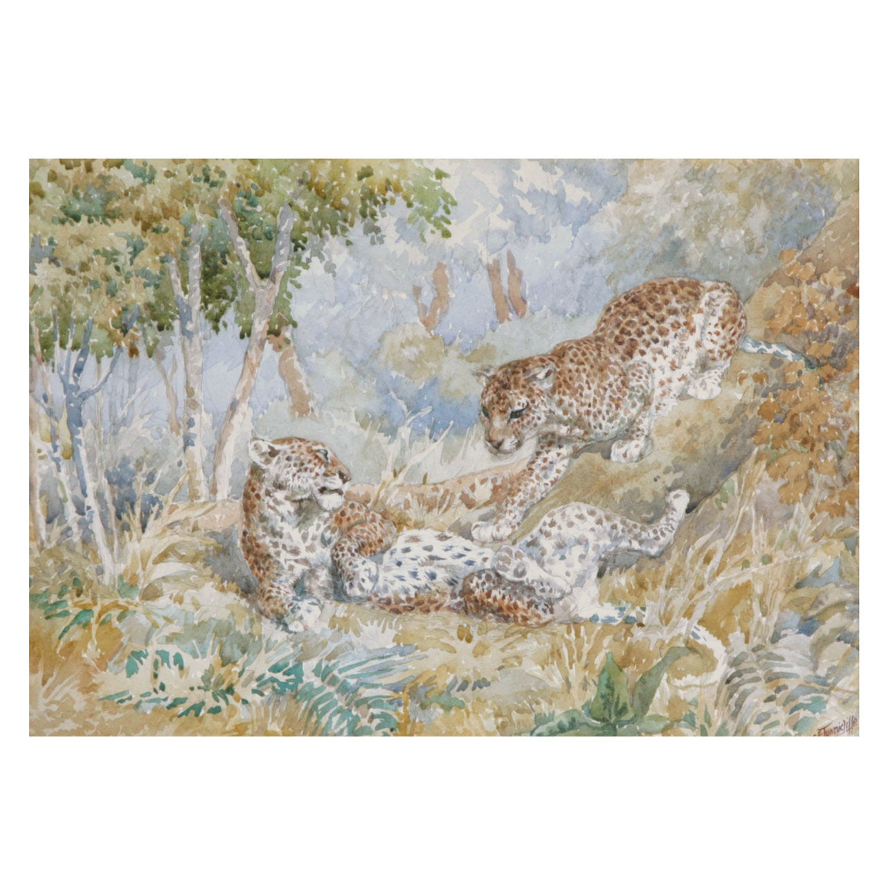 C.F. Tunnicliffe watercolour painting of "Playful Leopards", England circa 1960 For Sale