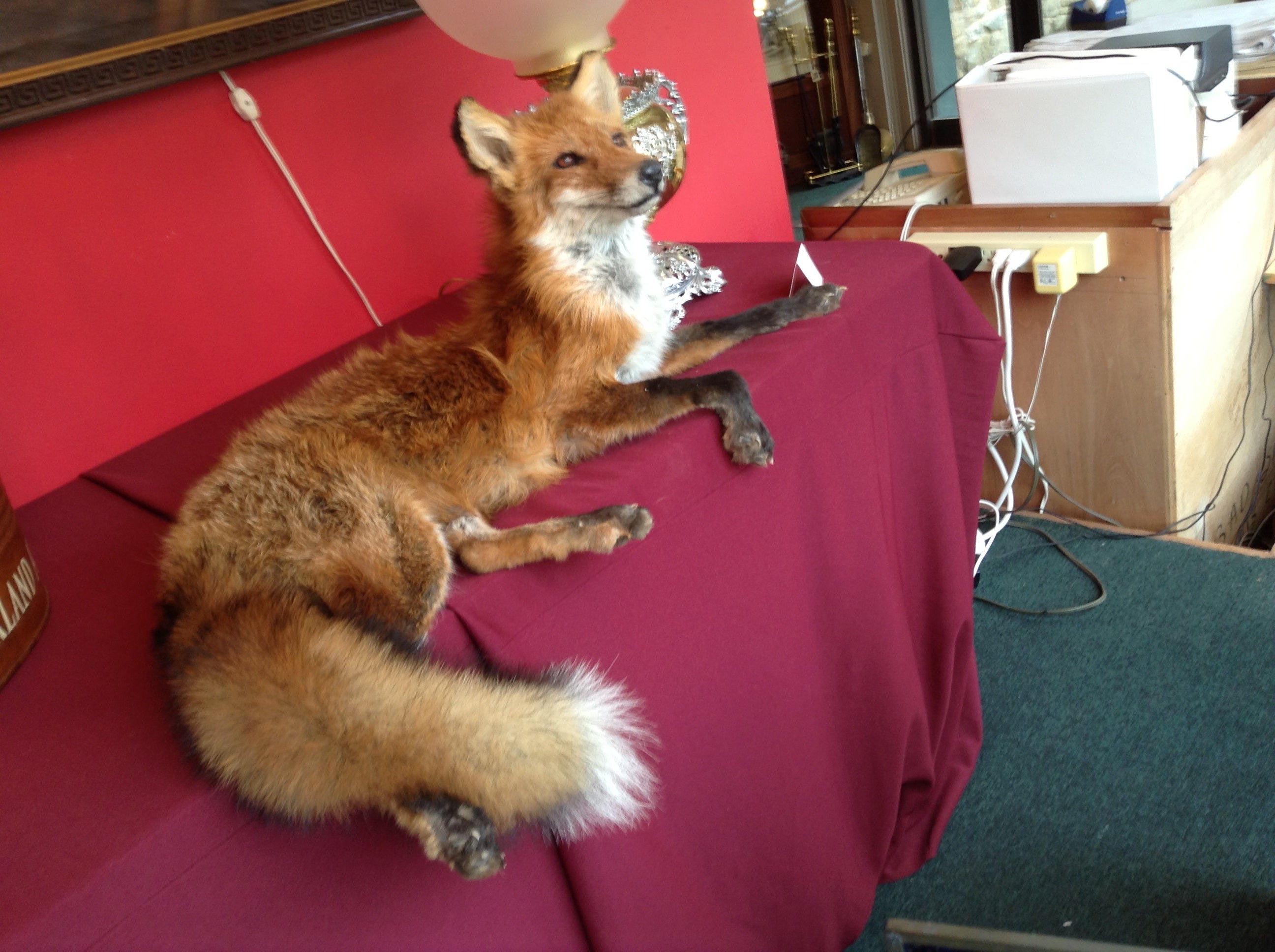 Red Fox Taxidermy