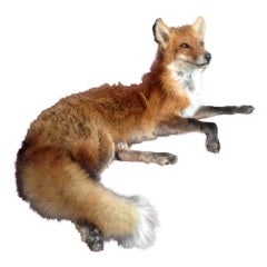 Red Fox Taxidermy