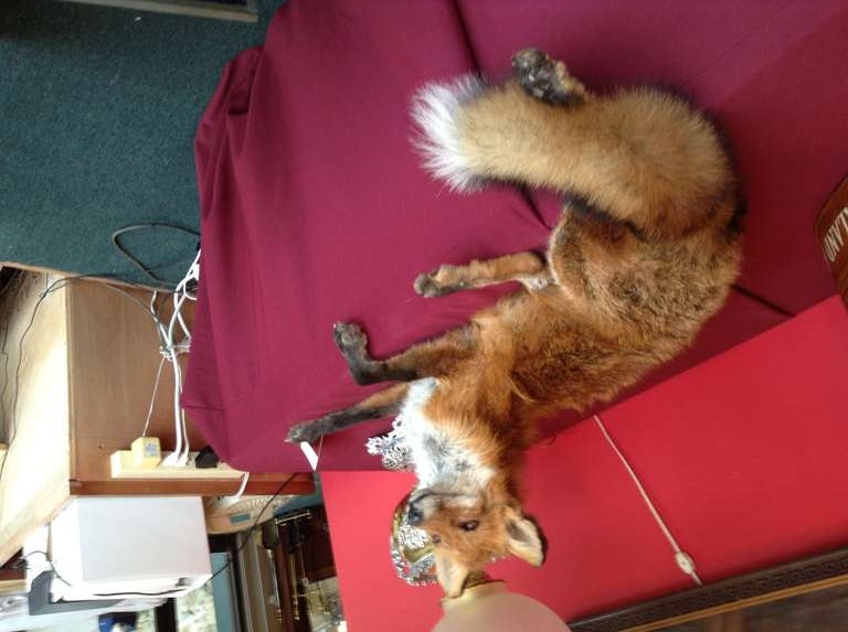 GREAT RED FOX TAXIDERMY - SUITABLE TO LAY ACROSS HUNTBOARD