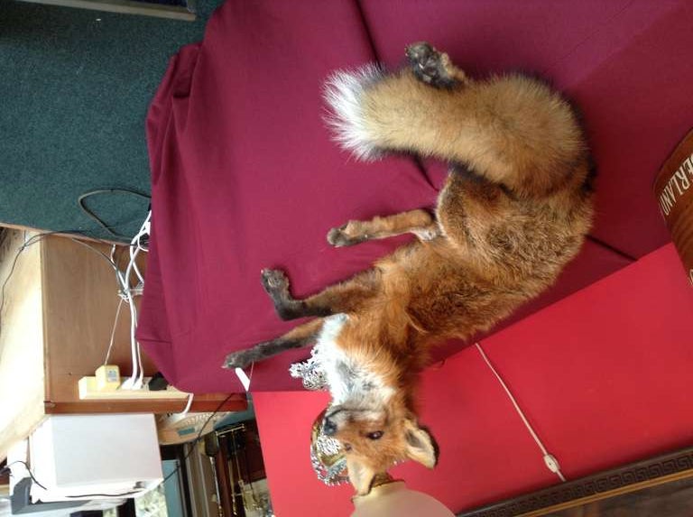 American Red Fox Taxidermy