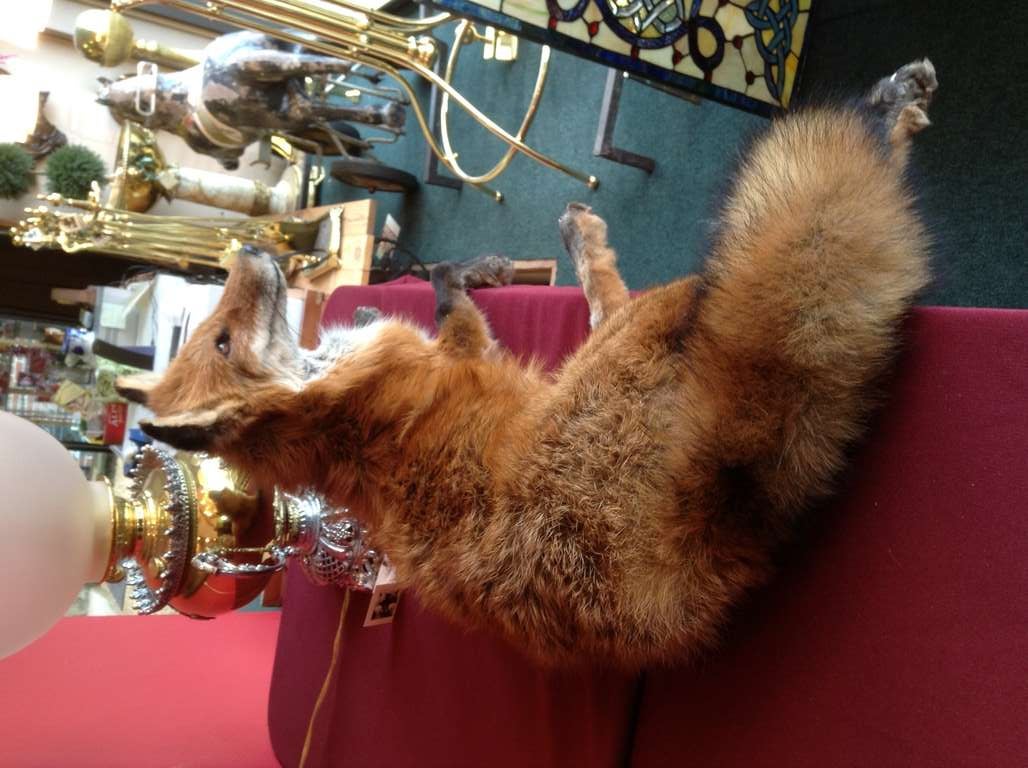 Red Fox Taxidermy In Good Condition In Middleburg, VA