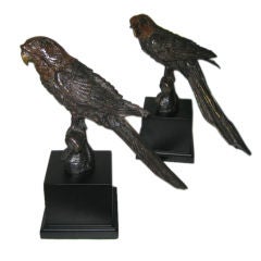 Pair Of Macaw Parrott  Cold Painted  Bronzes