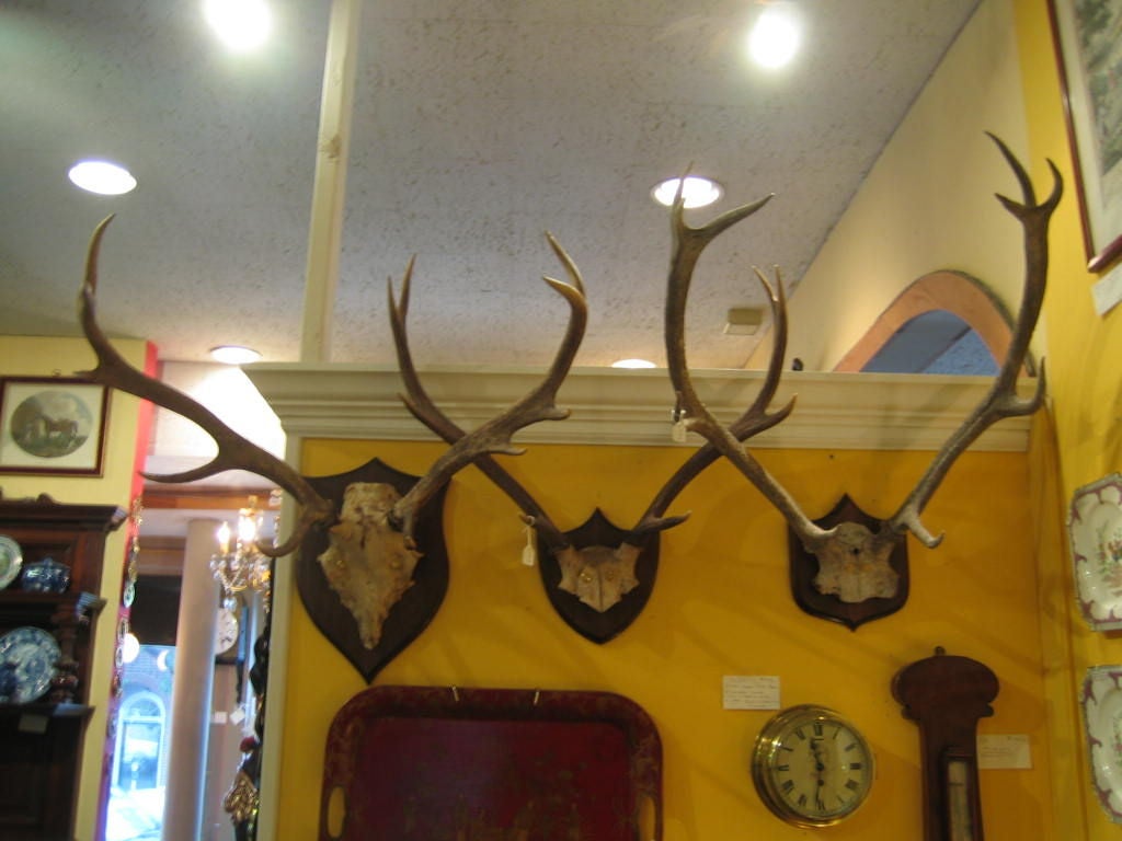 SET OF 2 PAIRS RED DEER ANTLERS WITH SKULL MOUNTED ON MAHOGANY SHIELD BACKS. THESE CAN BE PURCHASED AS A SET OR PURCHASED INDIVIDUALLY.  E MAIL FOR SEPERATE PRICING.