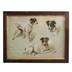 Chromolithographie d'un terrier de renard