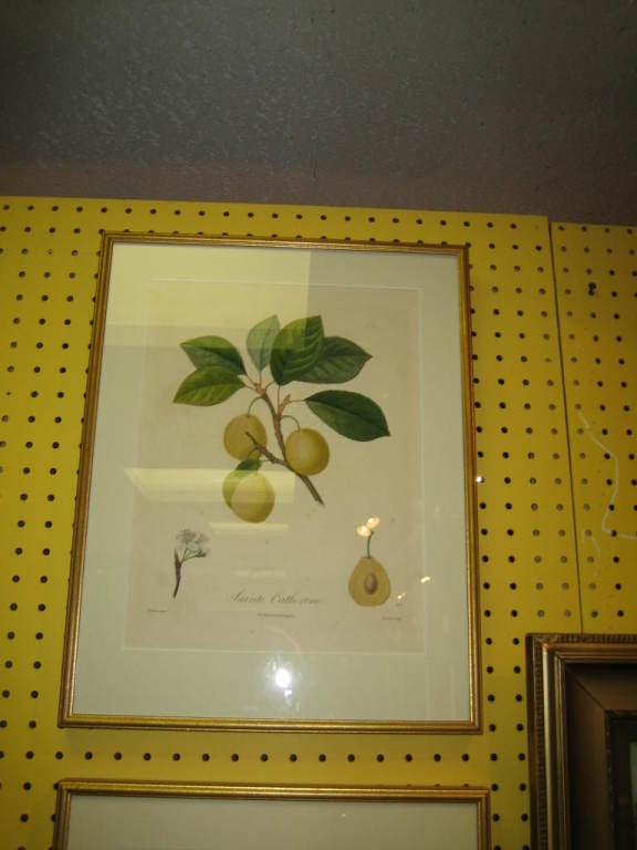 French Pair Of Framed Pear Botanicals For Sale