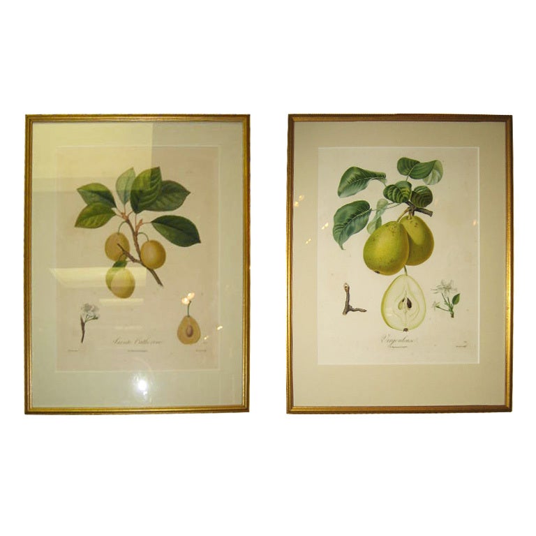 Pair Of Framed Pear Botanicals For Sale