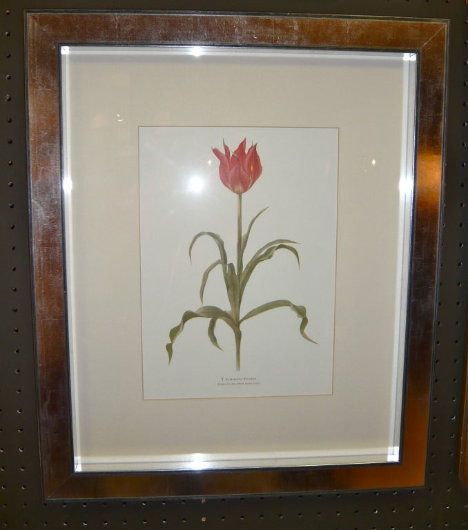 A striking English Art Deco period botanical lithograph, circa 1930, in contemporary silvered-wood frame.  A very chic, simple combination and a great accessory adding a little pop of color to any modern or traditional decor.

Overall dimensions