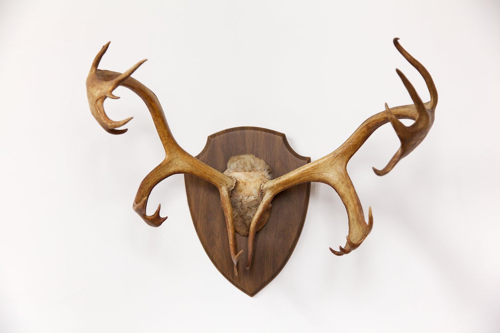 Here is a well-preserved set of Caribou horns, mounted on a wooden wall plaque and ready for display in a living room, den, library or study. The antlers measure almost 30