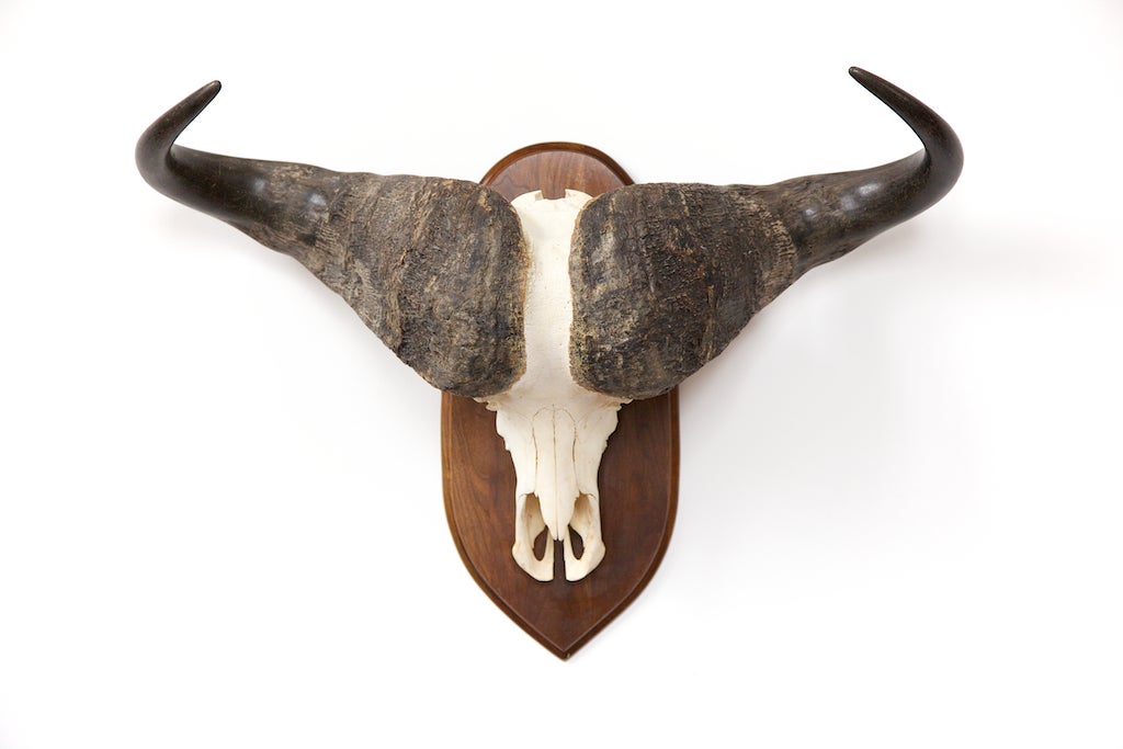 Sculpturally and architecturally striking, this large mounted Cape Buffalo skull is very well preserved, and fully intact. Note the detail of the horns, set of upper teeth and the color variations of the actual head.

This is a notable and